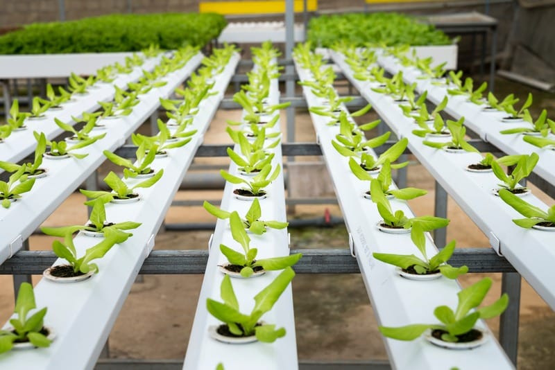 A picture of plants being grown in an agriculture lab - corporate transparency act